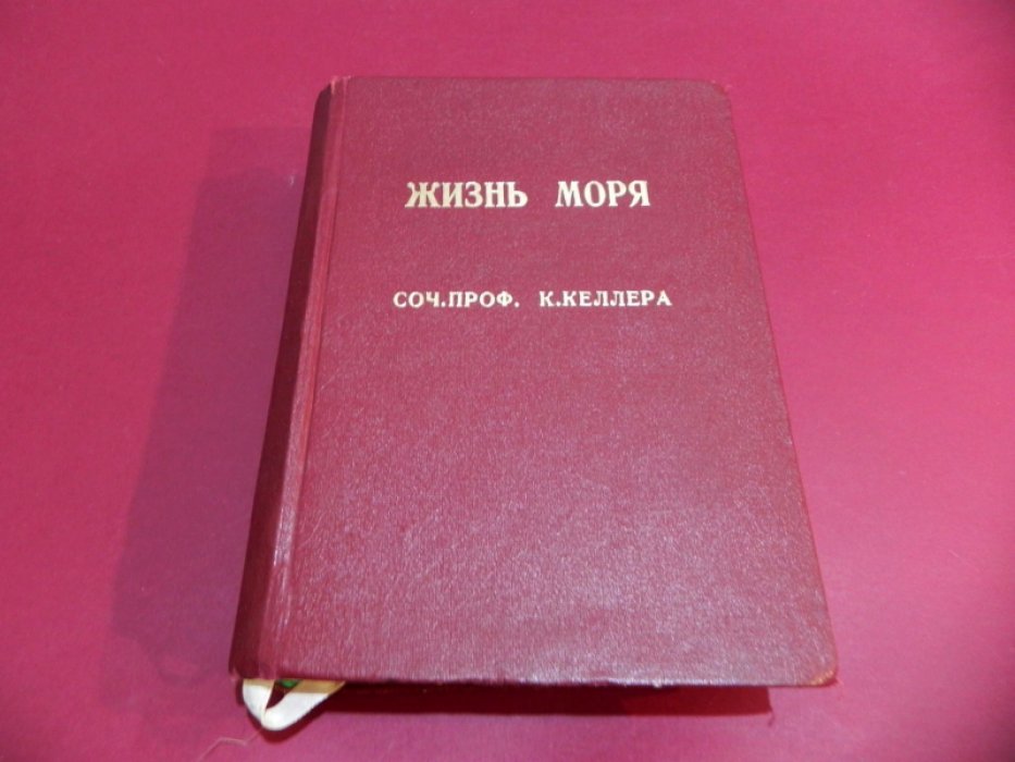 Жизнь моря: животный и растительный мир, его жизнь и взаимоотношения