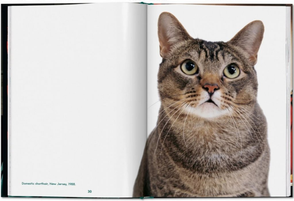 Michals Susan. Walter Chandoha. Cats. Photographs 1942-2018. ЧАНДОНА. КОШКИ (на английском языке). Тфото.