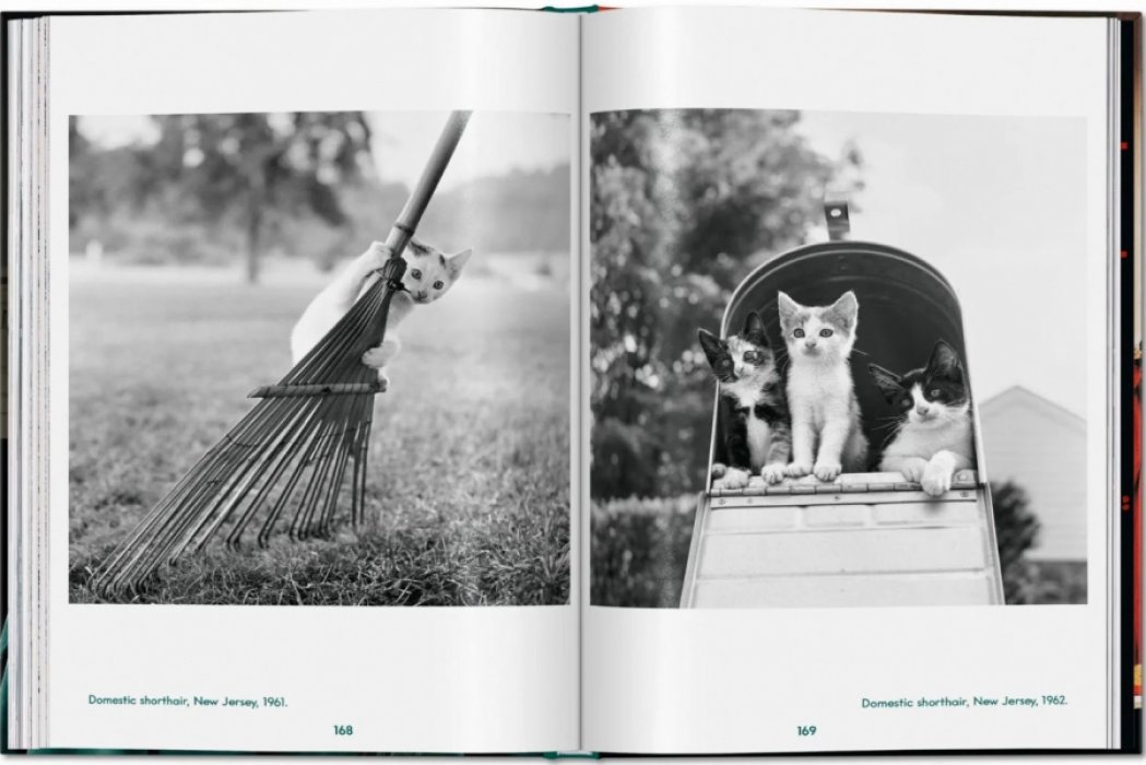 Michals Susan. Walter Chandoha. Cats. Photographs 1942-2018. ЧАНДОНА. КОШКИ (на английском языке). Тфото.
