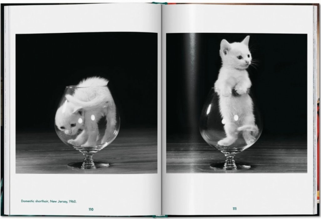 Michals Susan. Walter Chandoha. Cats. Photographs 1942-2018. ЧАНДОНА. КОШКИ (на английском языке). Тфото.