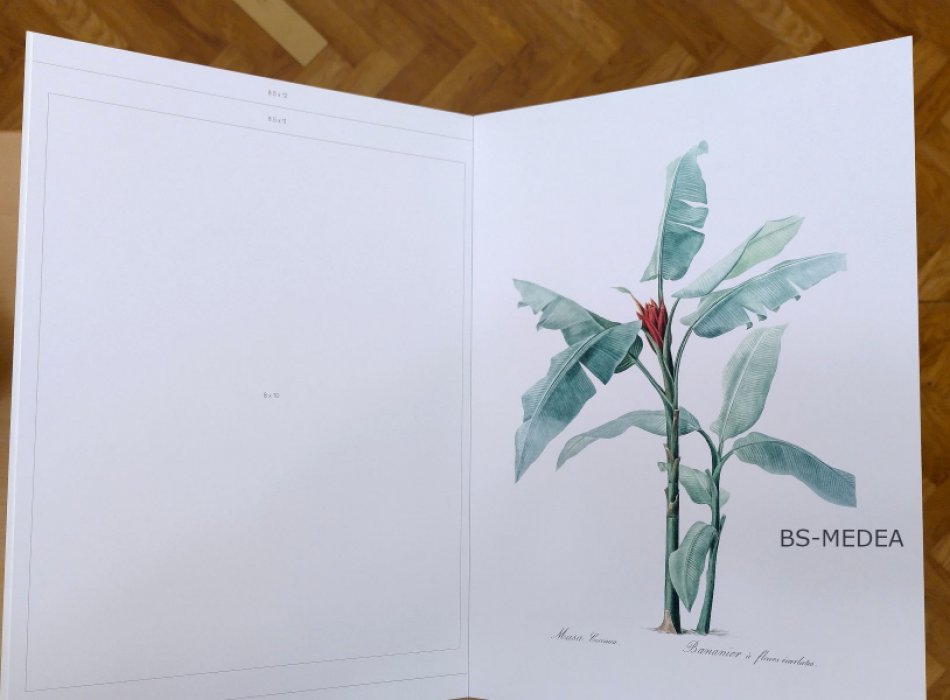 Home Wall Art. Vintage Botanics. Картинная галерея у вас дома. Винтажная ботаника (на английском языке). Набор постеров.
