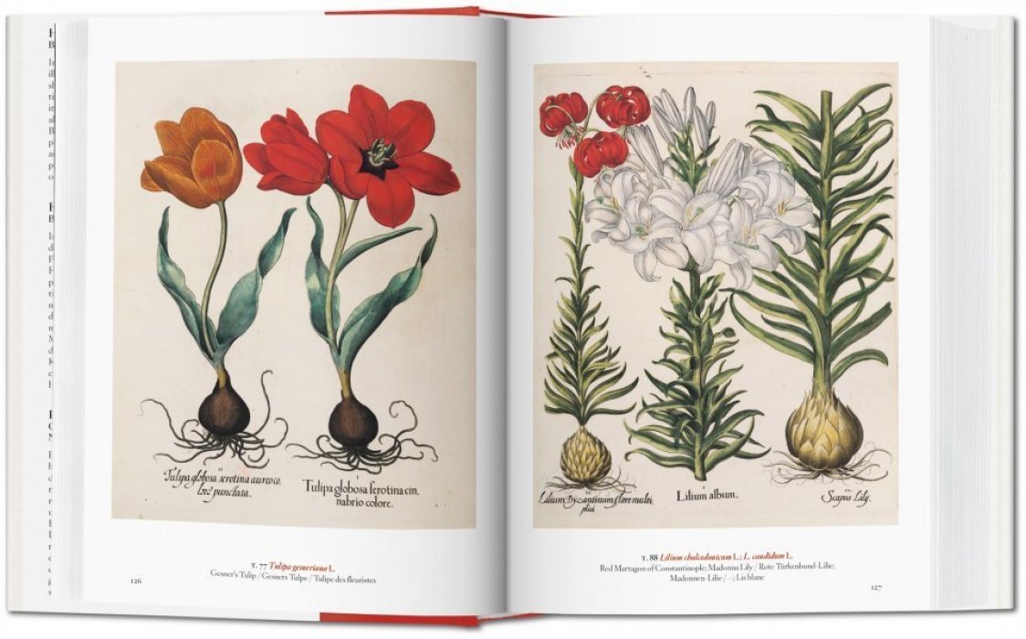 Walter Lack H. A Garden Eden Masterpieces of Botanical Illustration. РАЙСКИЙ САД. Ботаническая иллюстрация. Шедевры (на английском языке) Тискусство.