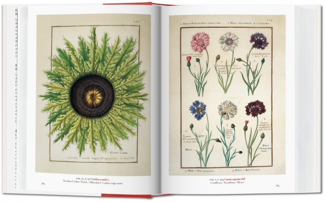 Walter Lack H. A Garden Eden Masterpieces of Botanical Illustration. РАЙСКИЙ САД. Ботаническая иллюстрация. Шедевры (на английском языке) Тискусство.