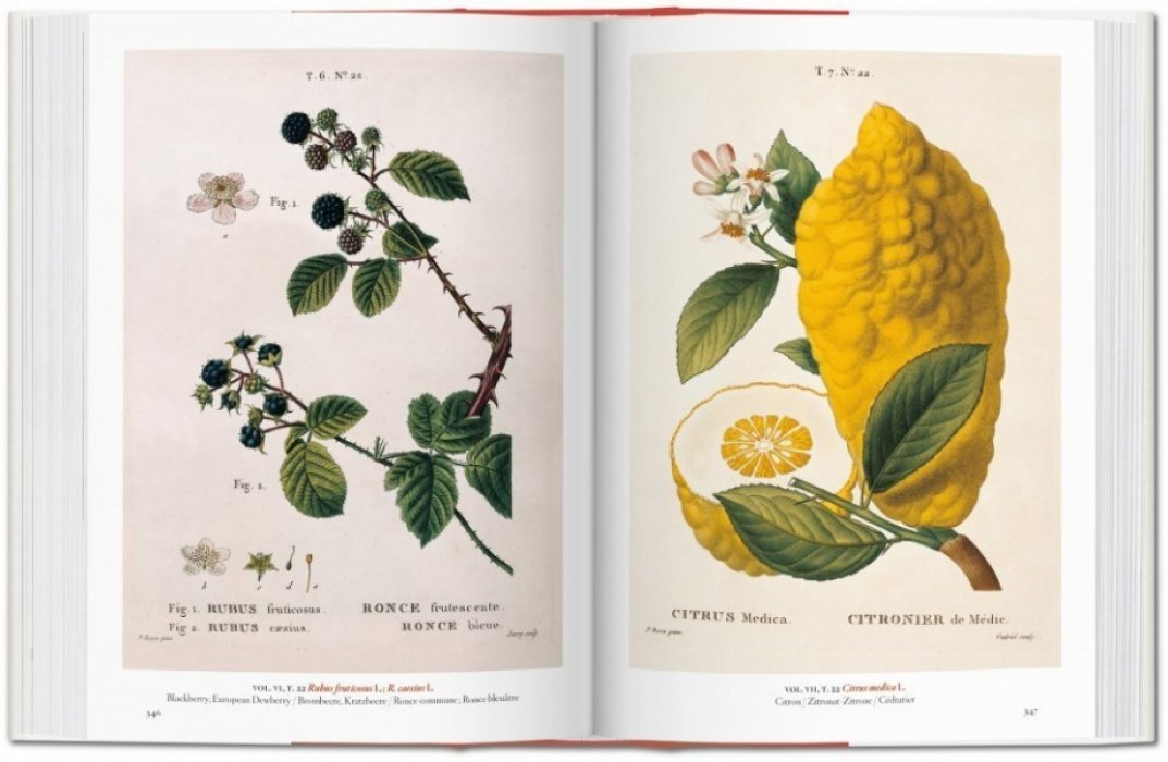 Walter Lack H. A Garden Eden Masterpieces of Botanical Illustration. РАЙСКИЙ САД. Ботаническая иллюстрация. Шедевры (на английском языке) Тискусство.