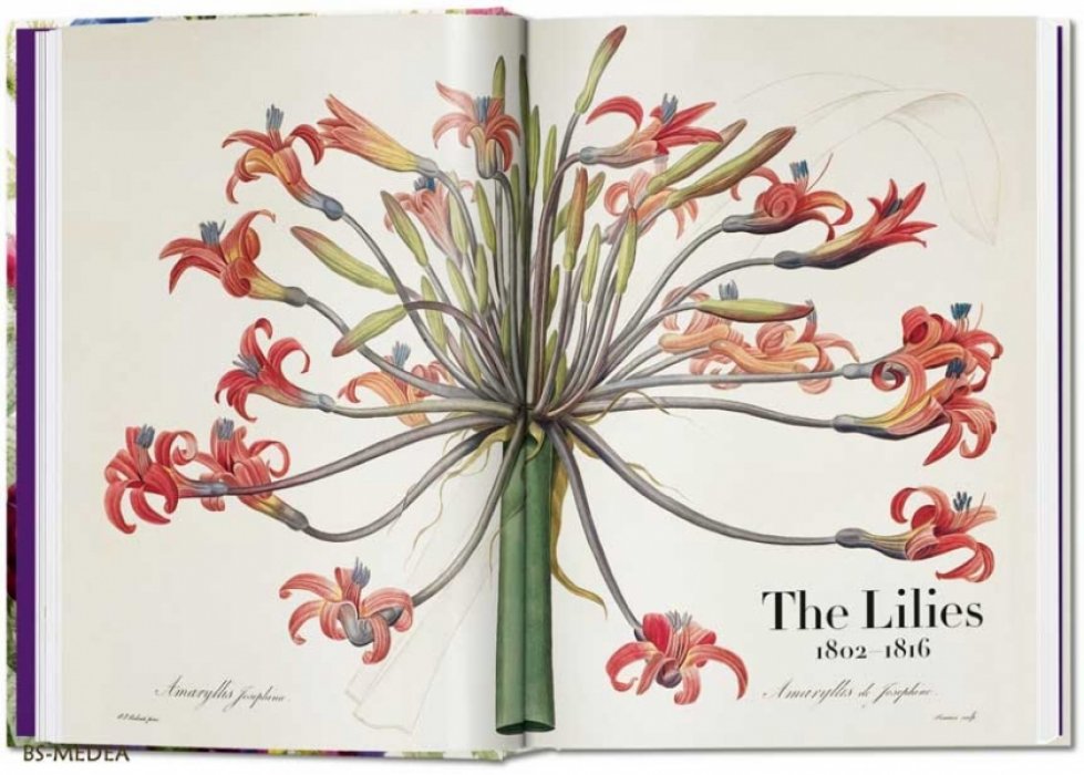 Редуте, Пьер-Жозеф (Pierre-Joseph Redoute). Redoute. The Book of Flowers. РЕДУТЕ. Книга цветов. Ботаническая иллюстрация. Гениальный певец роз (английский, перевод на русский за дополнительную плату). Тискусство.