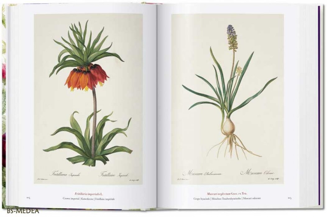 Редуте, Пьер-Жозеф (Pierre-Joseph Redoute). Redoute. The Book of Flowers. РЕДУТЕ. Книга цветов. Ботаническая иллюстрация. Гениальный певец роз (английский, перевод на русский за дополнительную плату). Тискусство.