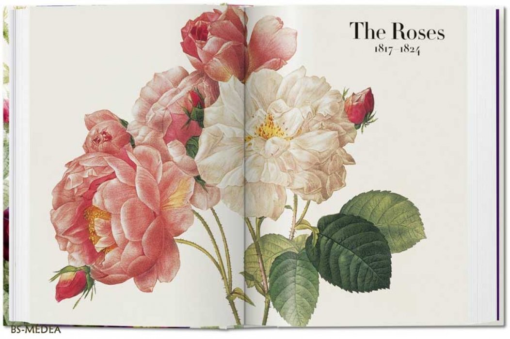 Редуте, Пьер-Жозеф (Pierre-Joseph Redoute). Redoute. The Book of Flowers. РЕДУТЕ. Книга цветов. Ботаническая иллюстрация. Гениальный певец роз (английский, перевод на русский за дополнительную плату). Тискусство.