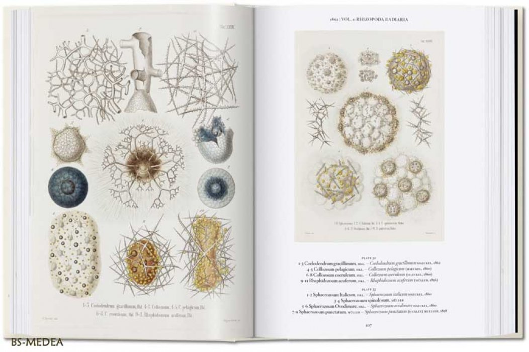 Геккель Эрнст, Вильям Райнер, Восс Джулия. The Art and Science of Ernst Haeckel. Эрнст ГЕККЕЛЬ. Искусство и наука. Красота форм в природе (на английском языке). Тискусство.