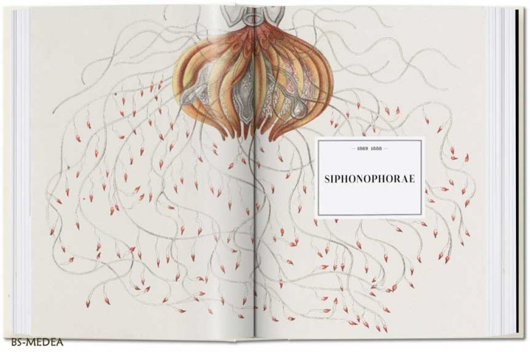 Геккель Эрнст, Вильям Райнер, Восс Джулия. The Art and Science of Ernst Haeckel. Эрнст ГЕККЕЛЬ. Искусство и наука. Красота форм в природе (на английском языке). Тискусство.