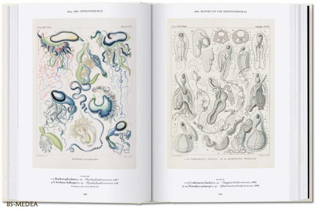 Геккель Эрнст, Вильям Райнер, Восс Джулия. The Art and Science of Ernst Haeckel. Эрнст ГЕККЕЛЬ. Искусство и наука. Красота форм в природе (на английском языке). Тискусство.