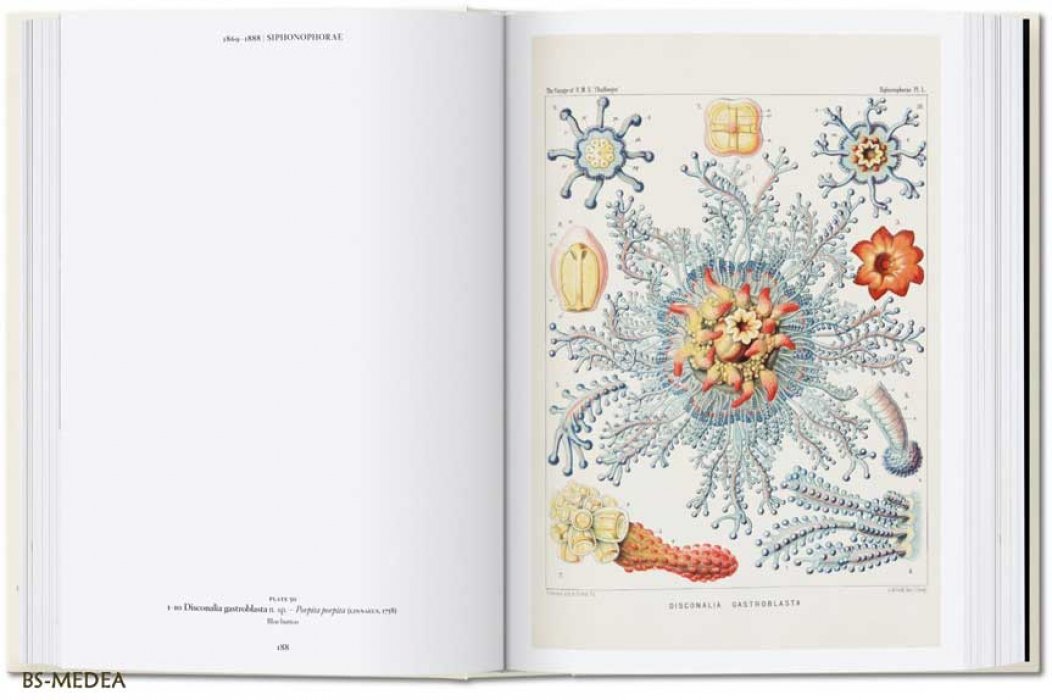 Геккель Эрнст, Вильям Райнер, Восс Джулия. The Art and Science of Ernst Haeckel. Эрнст ГЕККЕЛЬ. Искусство и наука. Красота форм в природе (на английском языке). Тискусство.