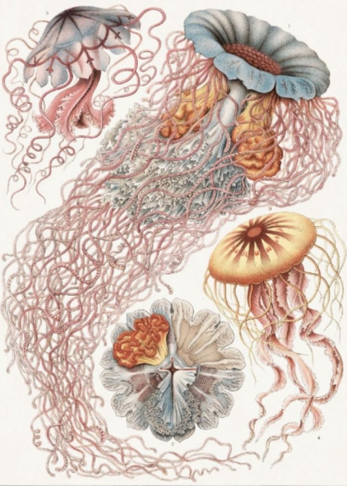 Геккель Эрнст. Art Forms in Nature. 22 Pull-Out Posters. Красота форм в природе. Эрнст Геккель. 22 больших постера (английский язык). Тискусство.