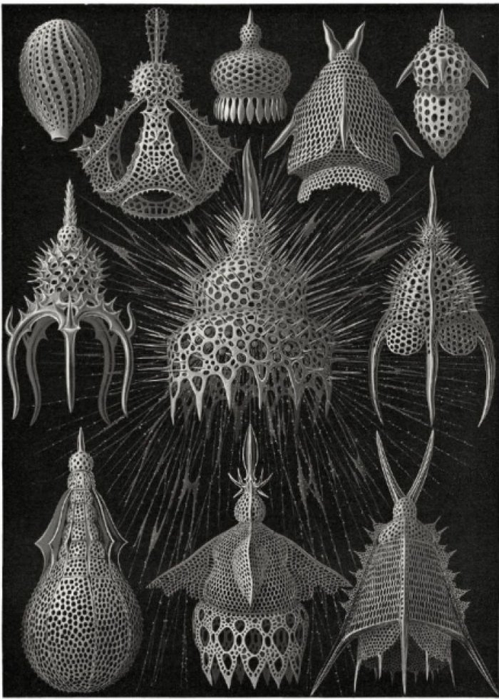 Геккель Эрнст. Art Forms in Nature. 22 Pull-Out Posters. Красота форм в природе. Эрнст Геккель. 22 больших постера (английский язык). Тискусство.