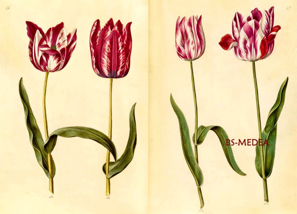 Poulsen Hanne Kolind. The Green Florilegium. Зеленый флорилегиум. Ботаническая иллюстрация 17 века (на английском языке). Тискусство.