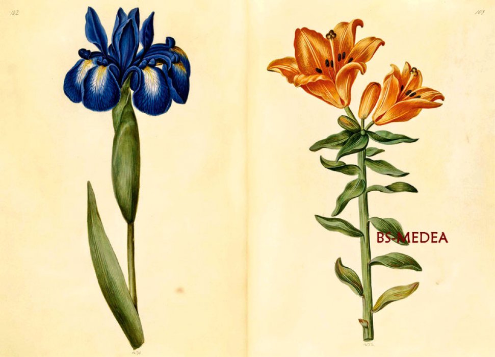 Poulsen Hanne Kolind. The Green Florilegium. Зеленый флорилегиум. Ботаническая иллюстрация 17 века (на английском языке). Тискусство.