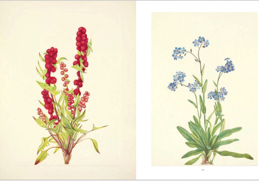 Henson Pamela. Wild Flowers of North America. Botanical Illustrations by Mary Vaux Walcott. Дикие цветы Северной Америки. Ботанические иллюстрации Мэри Уолкотт (на английском языке). Тискусство.