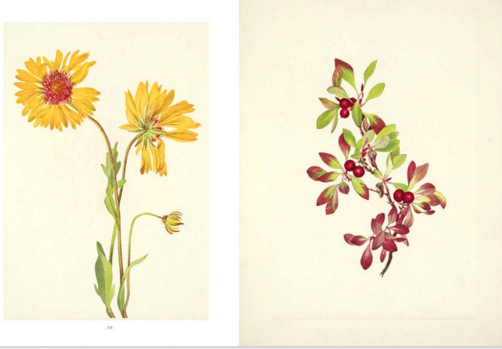 Henson Pamela. Wild Flowers of North America. Botanical Illustrations by Mary Vaux Walcott. Дикие цветы Северной Америки. Ботанические иллюстрации Мэри Уолкотт (на английском языке). Тискусство.
