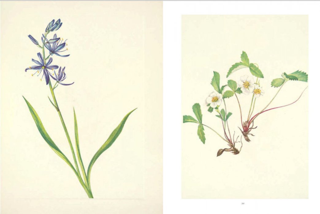 Henson Pamela. Wild Flowers of North America. Botanical Illustrations by Mary Vaux Walcott. Дикие цветы Северной Америки. Ботанические иллюстрации Мэри Уолкотт (на английском языке). Тискусство.