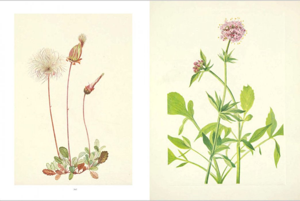 Henson Pamela. Wild Flowers of North America. Botanical Illustrations by Mary Vaux Walcott. Дикие цветы Северной Америки. Ботанические иллюстрации Мэри Уолкотт (на английском языке). Тискусство.