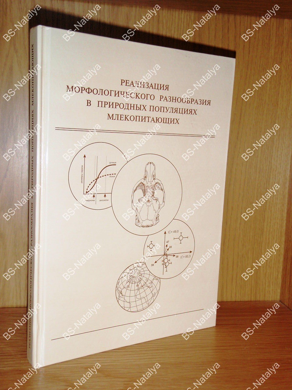 Реализация морфологического разнообразия в природных популяциях млекопитающих.