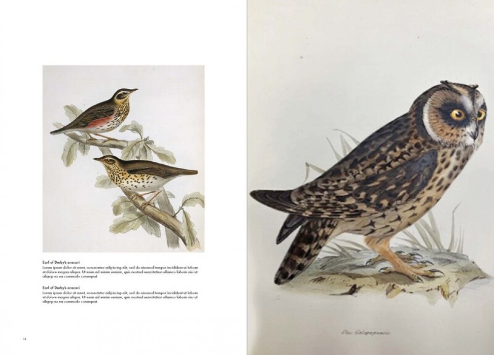 Hart Andrea. Birds of the World. The Art of Elizabeth Gould. Птицы мира. Искусство Элизабет Гулд (на английском языке). Тискусство.