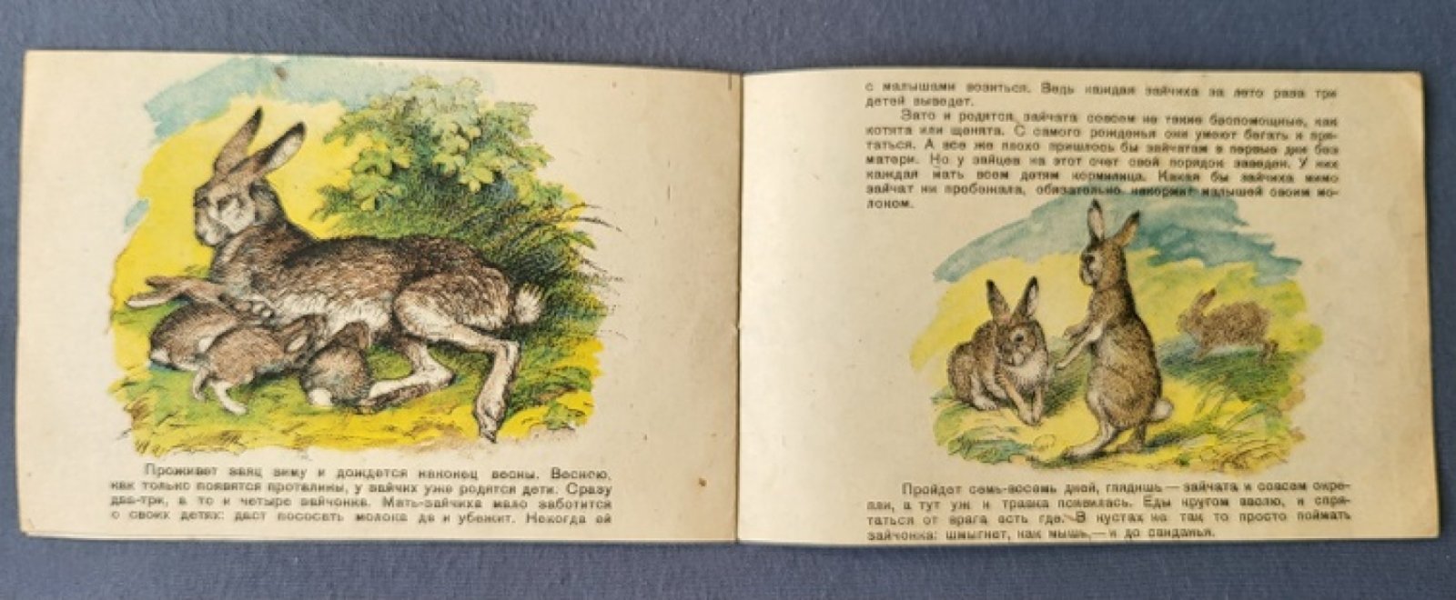 Скребицкий Г. Заяц.