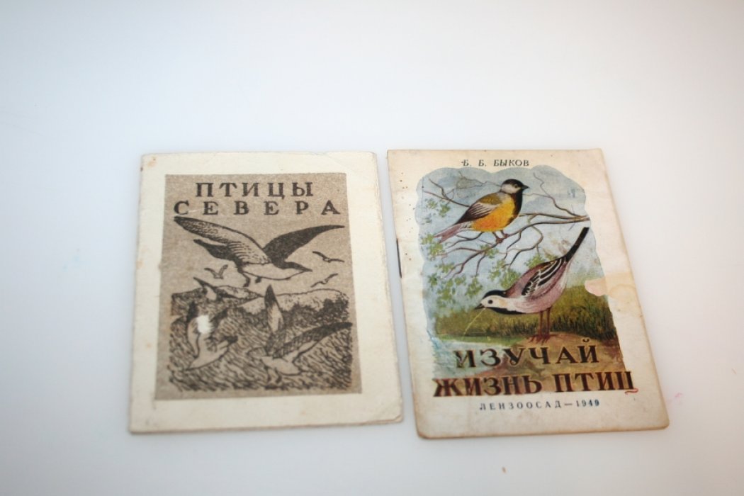 Птицы севера.