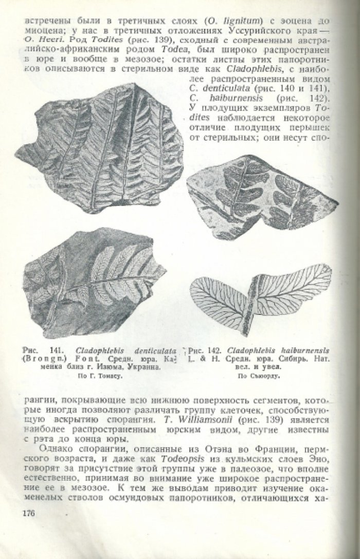 Криштофович А.Н. Палеоботаника.