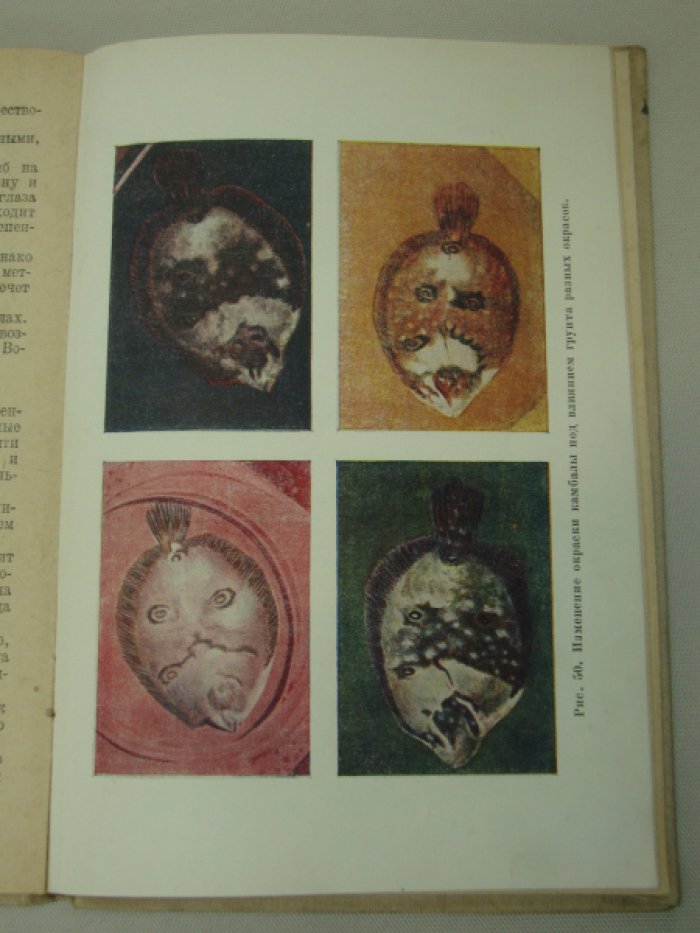Чернов А. З. Наши рыбы.