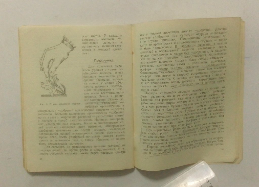 Захаревич, Н. Огурцы.
