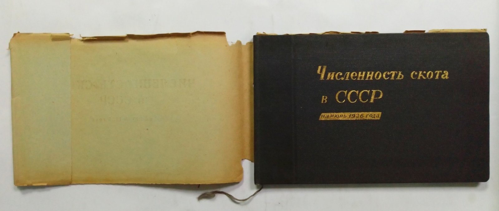 Численность скота в СССР.