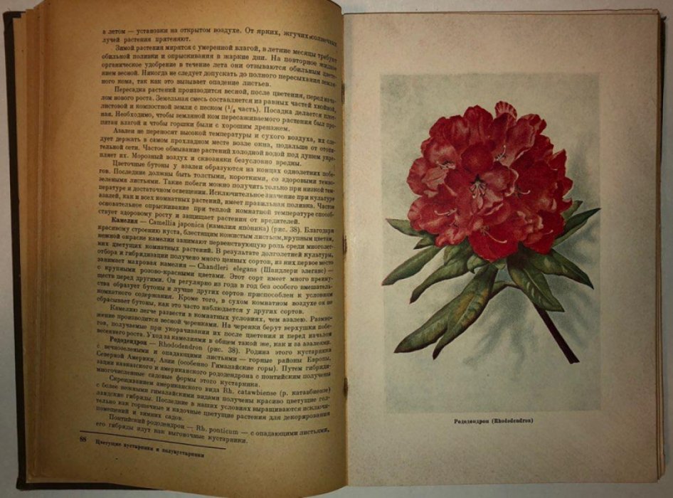 Дрейман А.Я., Киселев Г.Е. Комнатное цветоводство.