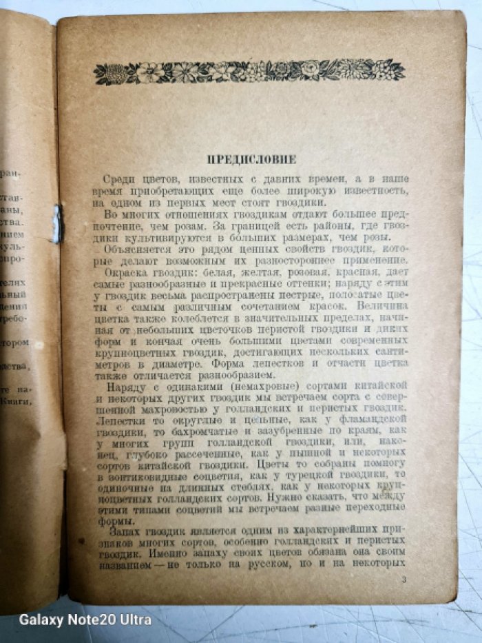 Моттэ З. Гвоздики.