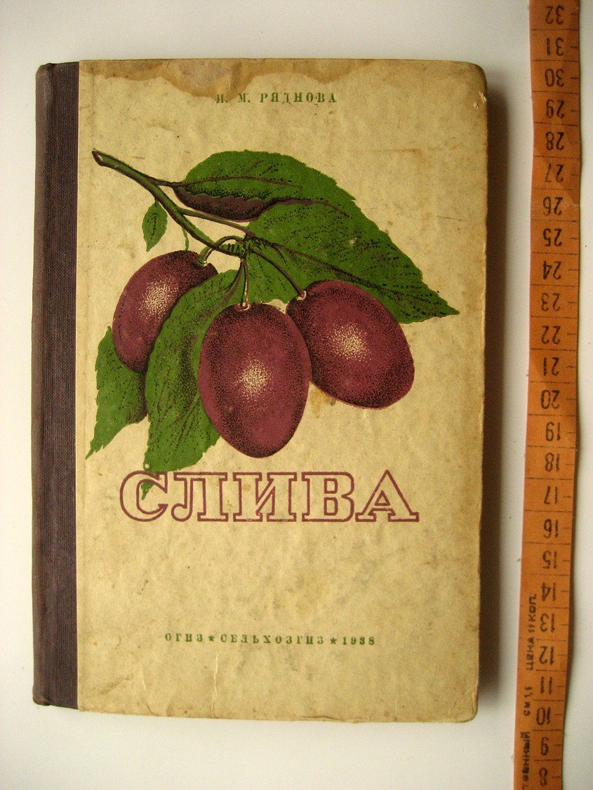 Ряднова Н. Слива.