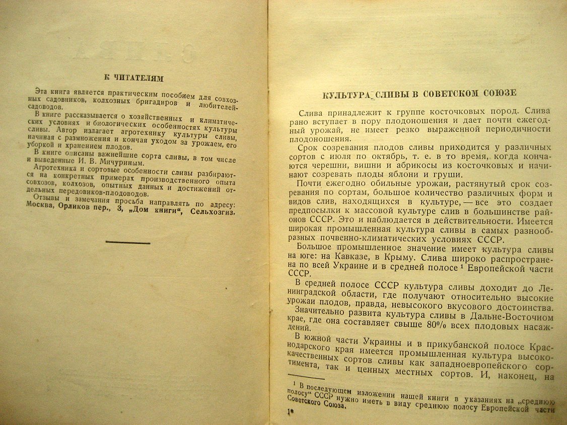 Ряднова Н. Слива.