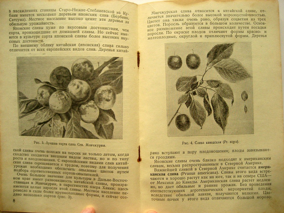 Ряднова Н. Слива.