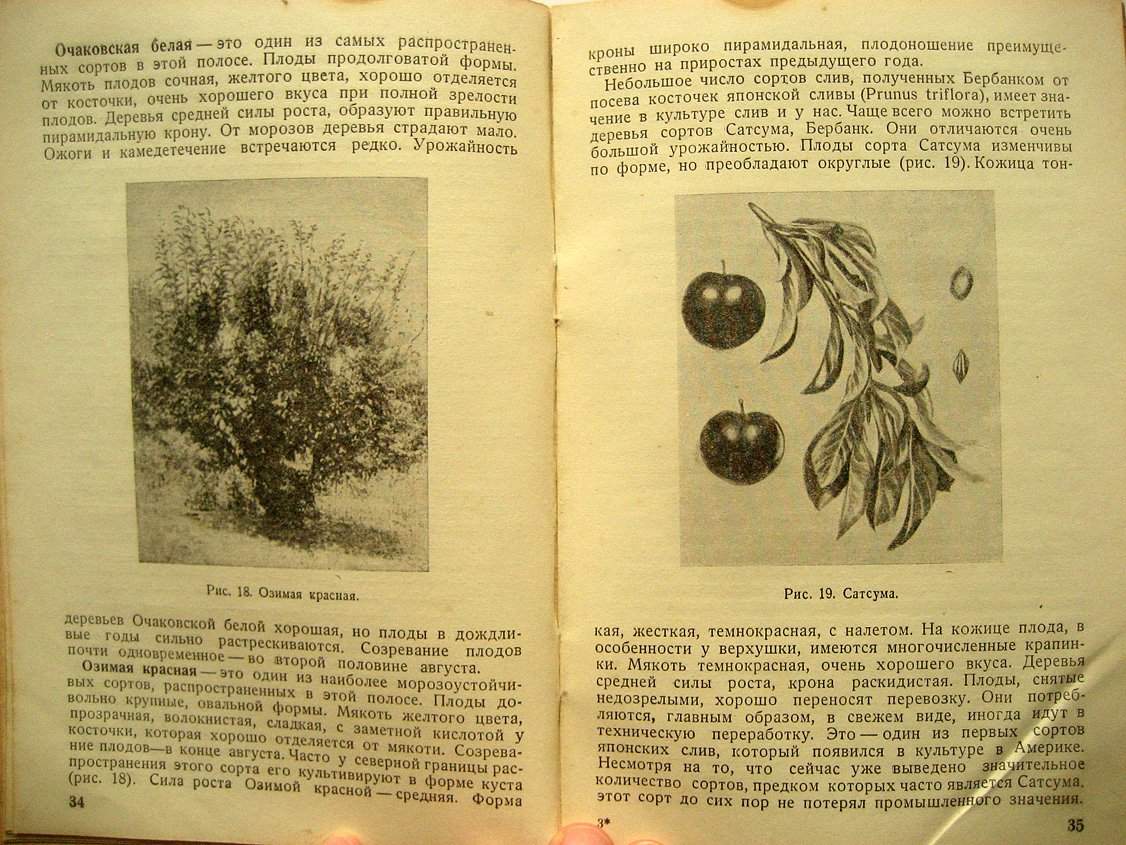 Ряднова Н. Слива.
