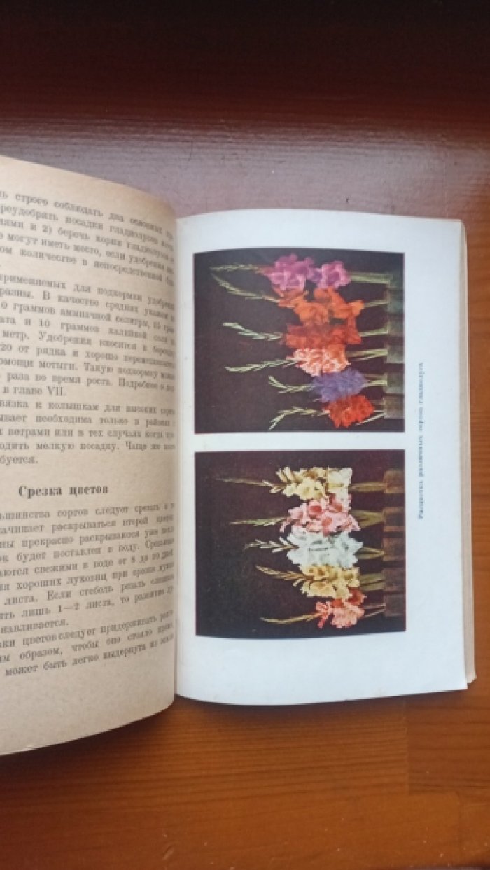 Рокуэлл Ф. Гладиолус.