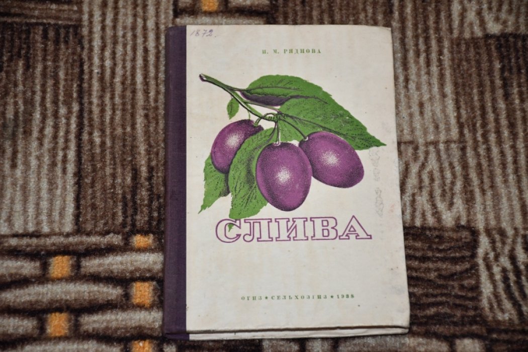 Ряднова И. М. Слива.