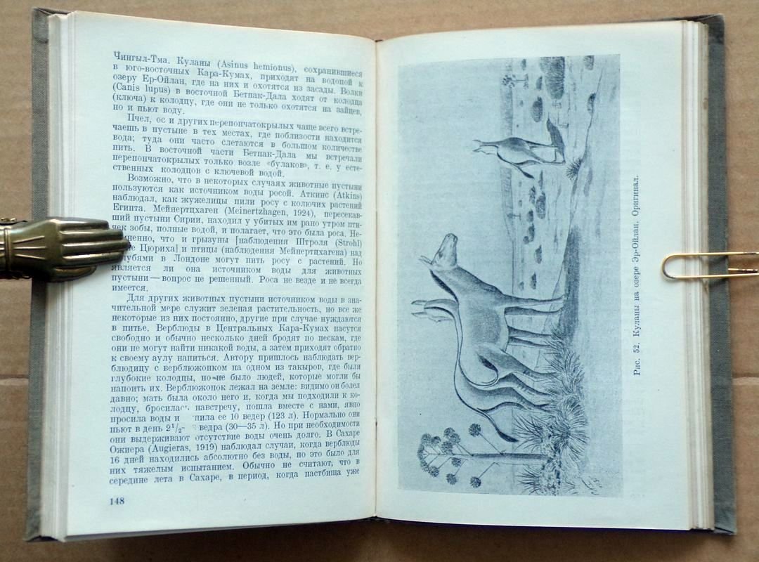 Кашкаров Д.Н., Коровин Е.П. Жизнь пустыни.