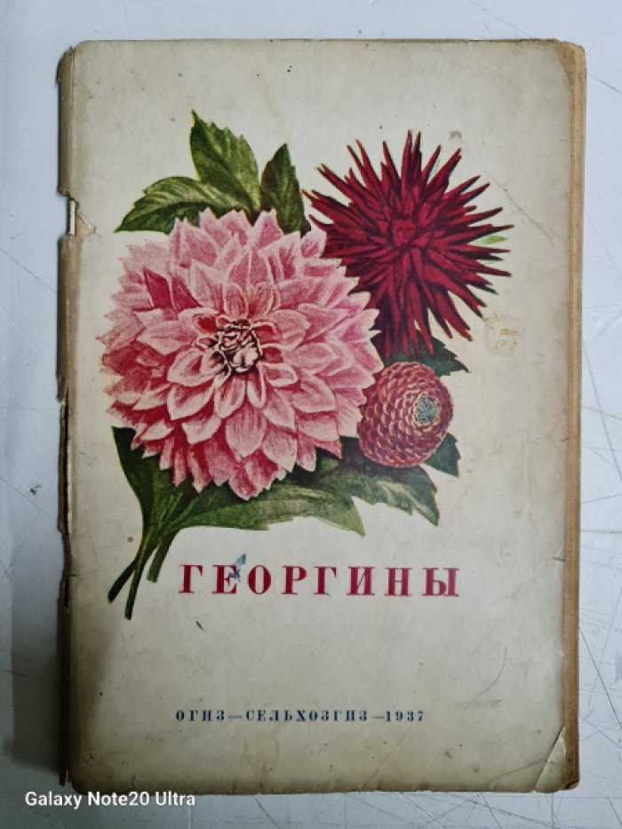 Уайт В. Георгины.