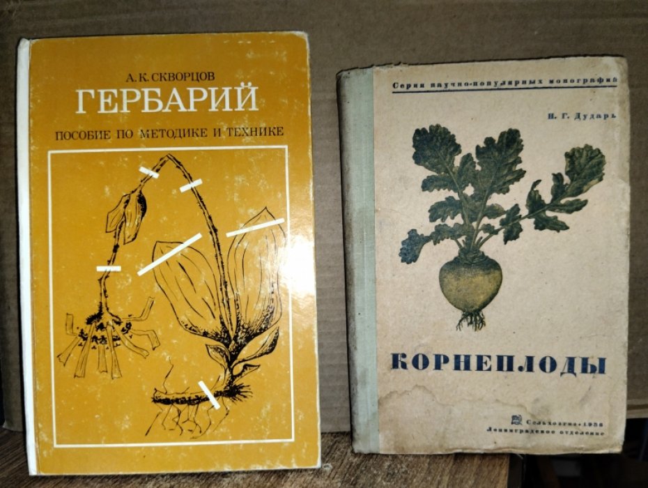 Дударь Н. Г. Корнеплоды.
