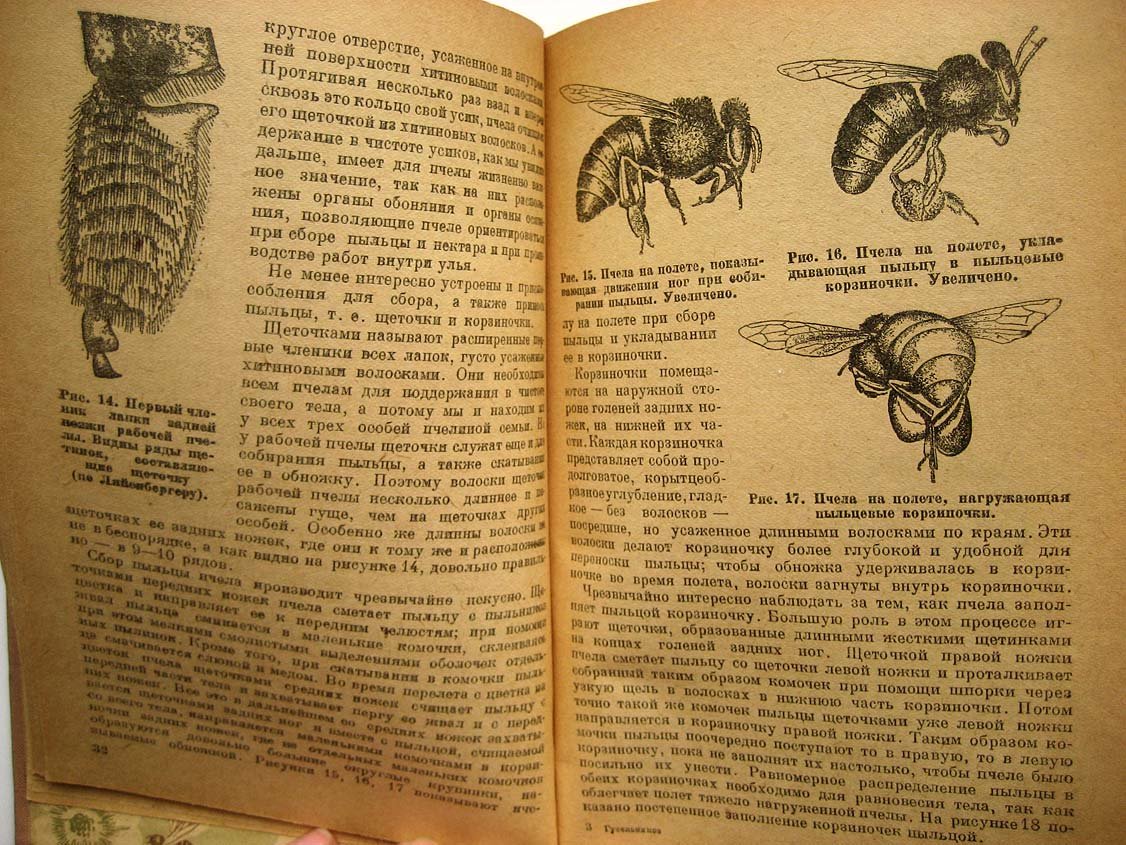 Гусельников А. Жизнь пчелиной семьи.