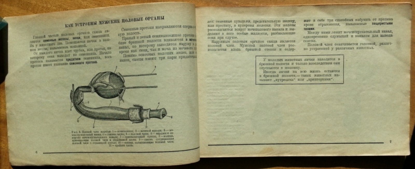 Завадовский Б .М., Обыденнов В. А. Как размножаются животные.