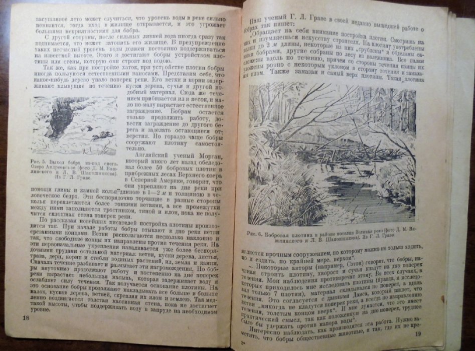Львов В.Н. Бобры и их разведение.