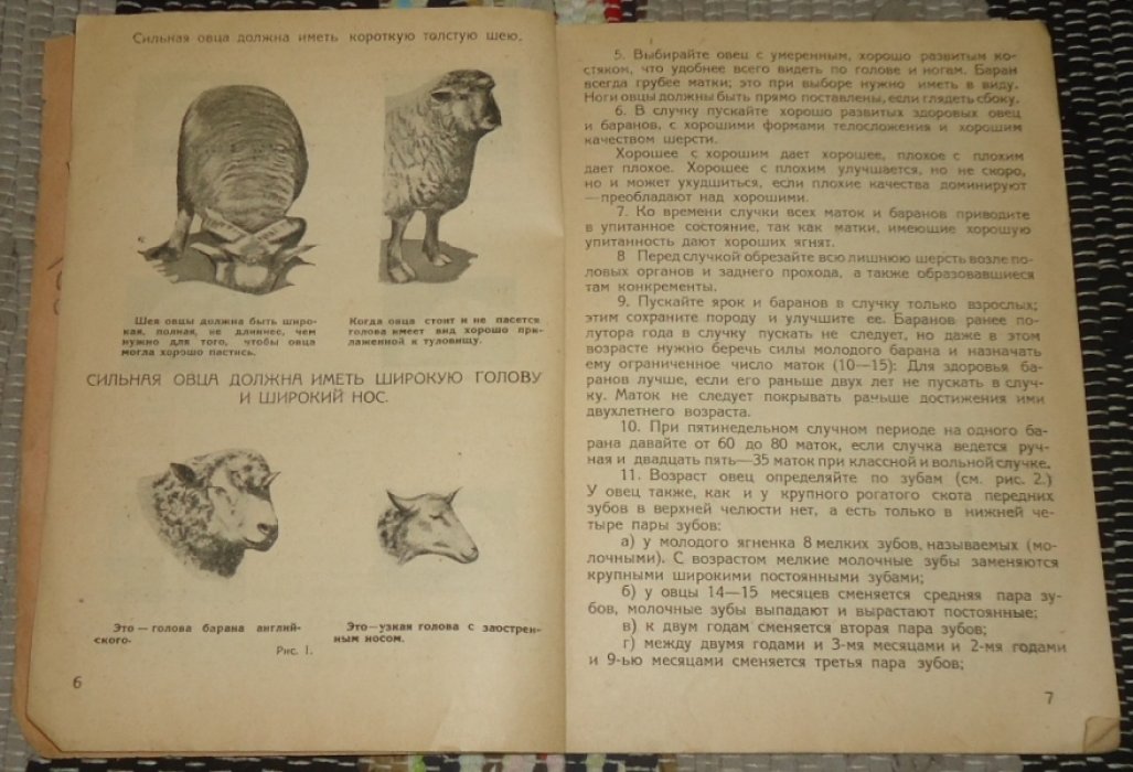 Рябчиков И. Основные правила по грубошерстному овцеводству.