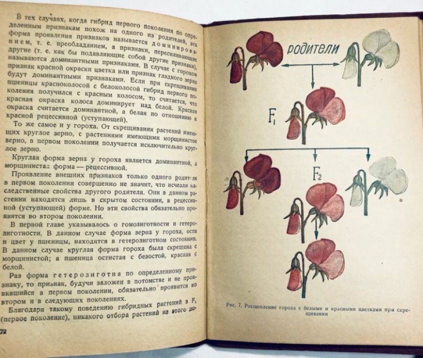 Сизов И.А. Селекция и семеноводство зерновых культур.