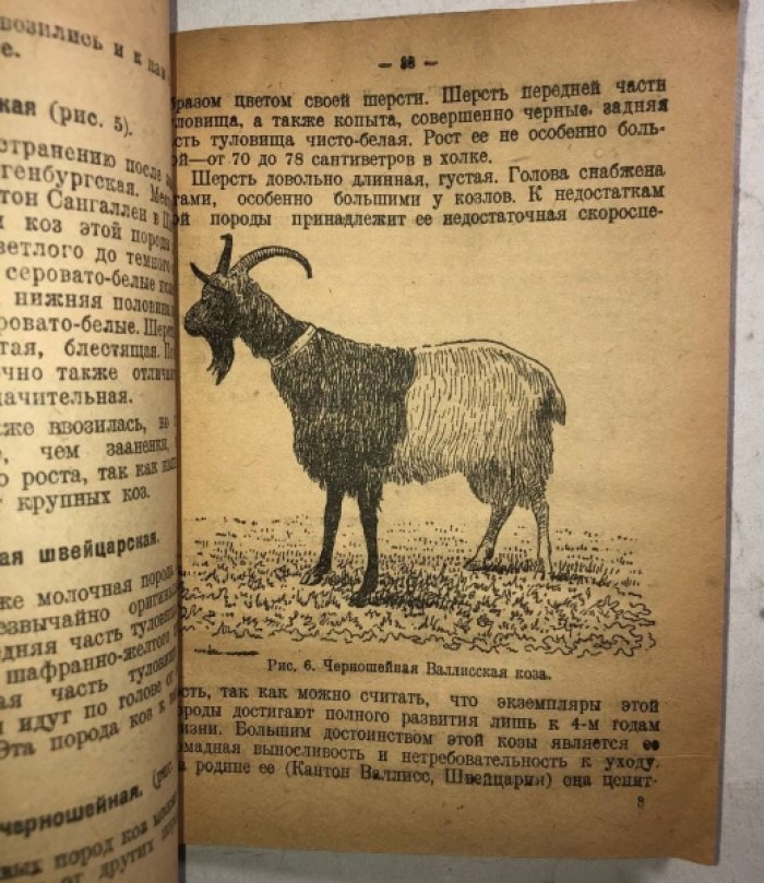 Осипов Алексей. Козы, их хозяйственное значение, содержание, разведение и породы.
