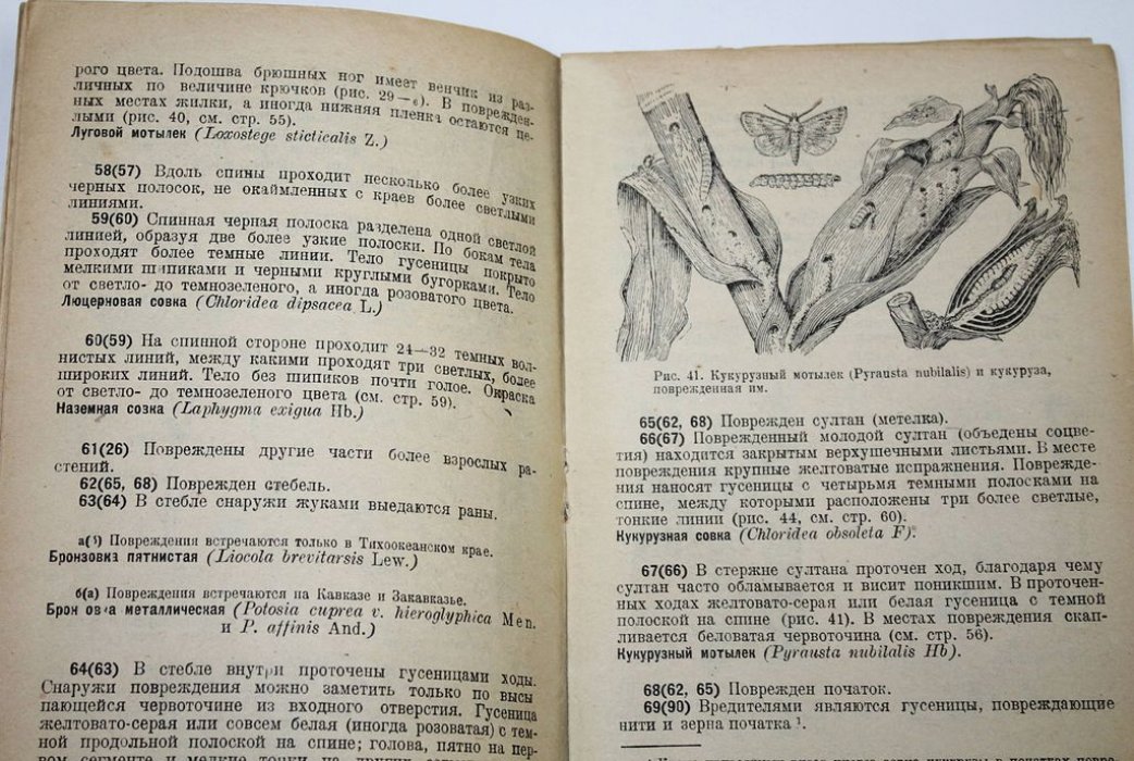 Талицкий В.И. Таблицы для определения вредителей и повреждений кукурузы в СССР.