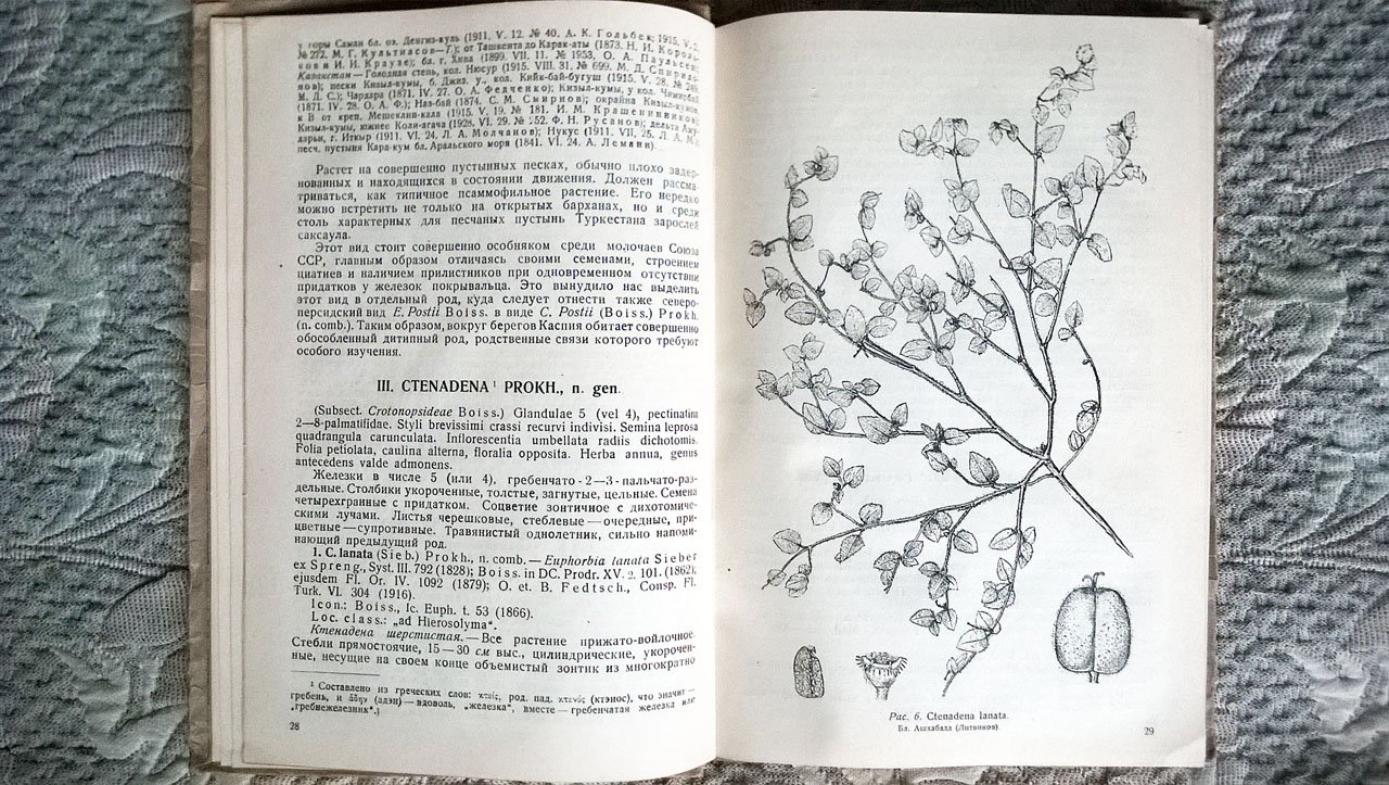 Проханов Я.И. Систематический обзор молочаев Средней Азии.